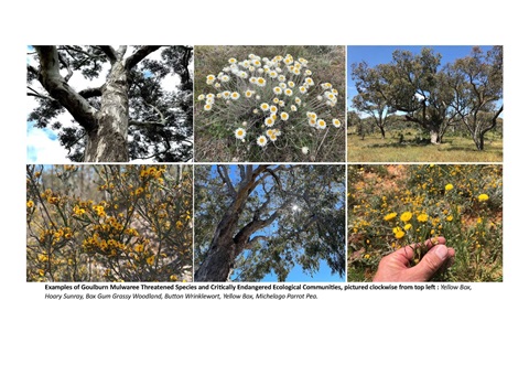 Photo Collage - Goulburn Mulwaree threatened species and critically endangered ecological communities (002).jpg