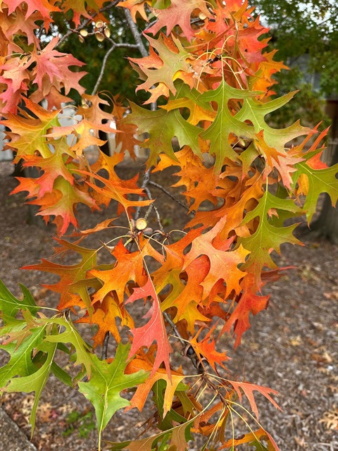 Autumn Leaves.jpg