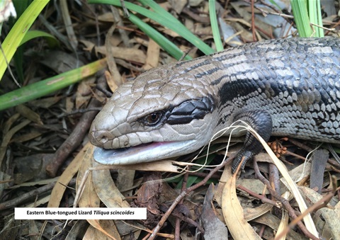 Eastern Blue-tongued Lizard 2020201015.jpg